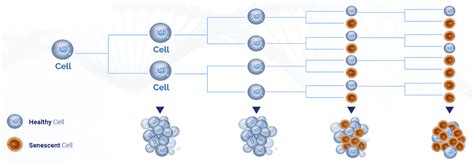 Telomeres & Cellular Aging - Beauty & Health Space