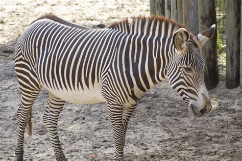 Our Zebra Herd May Get More Dazzling - Brevard Zoo