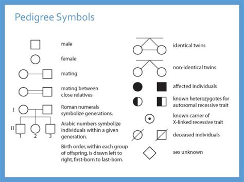 Ppt Chapter 17 Mendelian Classical Genetics Biology 30 Powerpoint