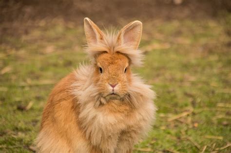 What Type Of Rabbit Is Your Favorite O T Lounge