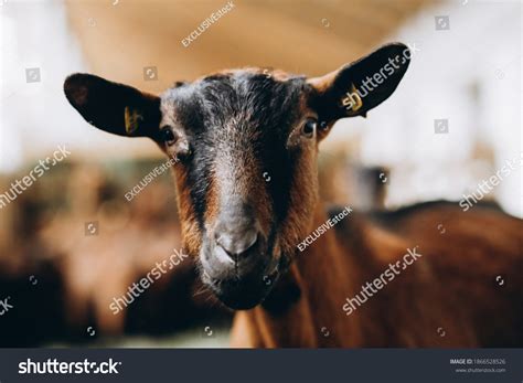 Brown Goats Over 100103 Royalty Free Licensable Stock Photos