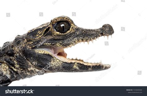 1,145 Dwarf Crocodile Images, Stock Photos & Vectors | Shutterstock