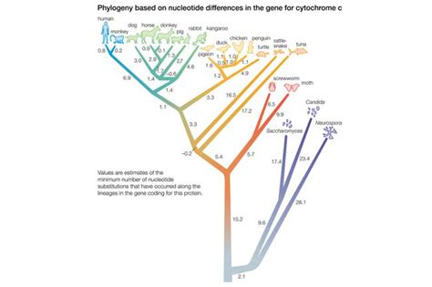 Qu est ce que la phylogénie Définition et exemples