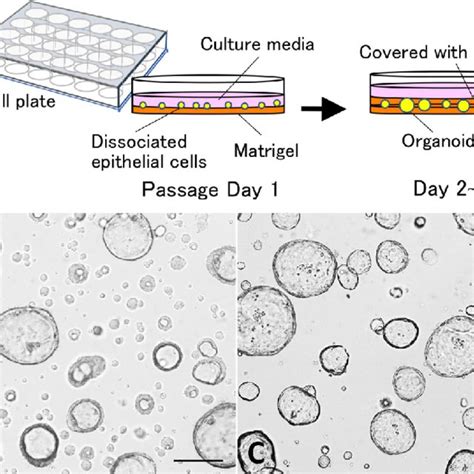 A Illustration Of The Matrigel Bilayer Organoid Culture Method B