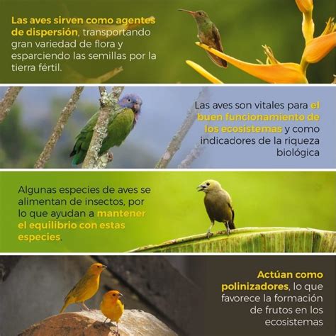 Día Mundial de las Aves Hacia el cuidado y la protección Blog del