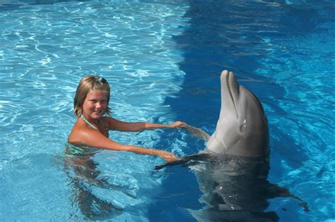 Swim With Dolphins Panama City Beach Panama City Beach Panama City Panama Panama City Beach