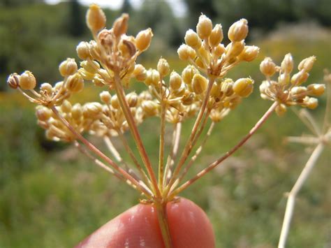 Conium maculatum (Deadly Hemlock, Poison Fool's Parsley, Poison Hemlock, Poison Parsley, Spotted ...