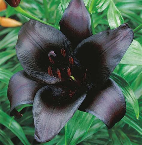 ‘Black Charm’ Lily Asiatic – mygardenchannel