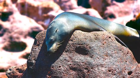 La Lobera En La Isla Del Espíritu Santo Bcs Victor Siliceo Flickr