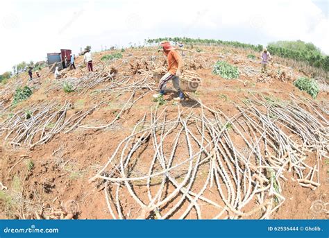 Harvesting Cassava Editorial Stock Image Image Of Java 62536444