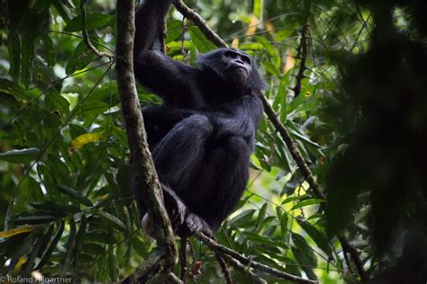 Reports from Bonobo Conservation Initiative - GlobalGiving