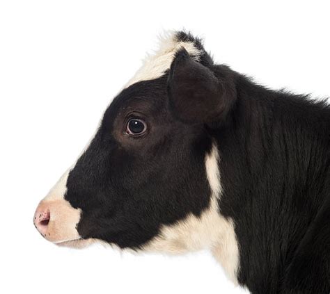 Cow Profile Stock Photos Pictures And Royalty Free Images Istock