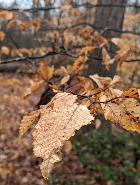 Persistent Leaves Jonathan Lemaster Smith