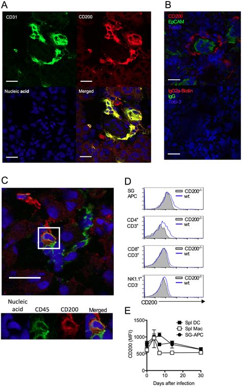 CD200 Is Expressed During In Vivo MCMV Infection A B Wt Mice Were