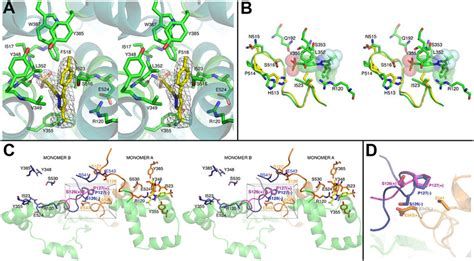 Celecoxib Binding To Ovcox 1 As Determined By X Ray Crystallography