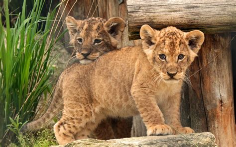 Download Two Adorable Lion Cubs Wallpaper