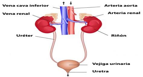 Sistema Excretor Y Sus Partes Para Dibujar Sistema Excretor - Gambaran