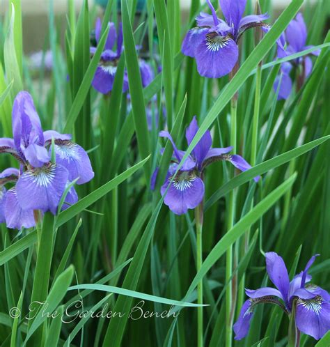 When Will Siberian Irises Bloom The Garden Bench