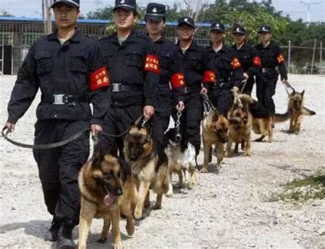 为什么土狗不能当警犬？不是因为它们笨，反而是因为太聪明