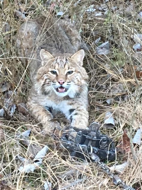 Bobcat Photos Kentucky Hunting