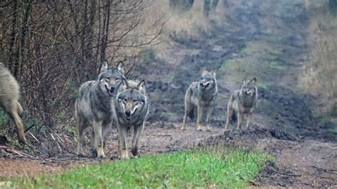 Zahl Der Wolfsrudel In Niedersachsen Nimmt Zu NDR De Nachrichten