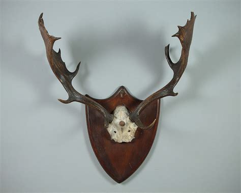 Set Of Mounted Antlers C1930