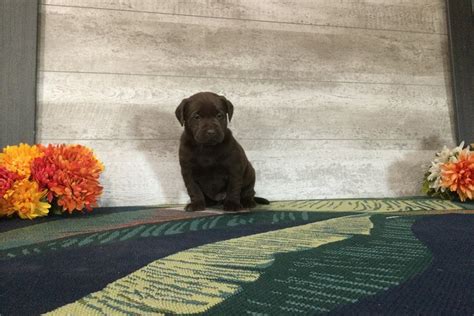 Marigold Labrador Retriever Puppy A C Pawrade