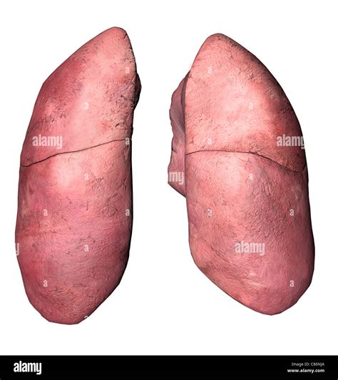 Posterior View Of The Lungs Fotografías E Imágenes De Alta Resolución