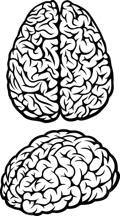 Cerebro Mente Inteligente Cerebro Vector Png Dibujos Inteligente