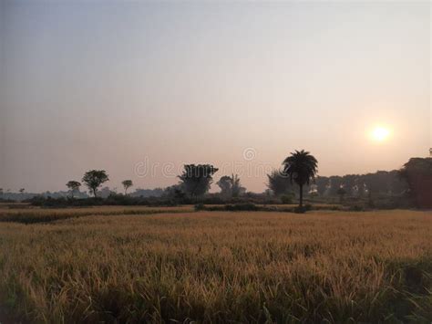 Golden Paddy Field at Sunrise Time. Stock Image - Image of outdoor ...