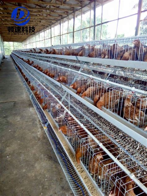 Labor Saving Poultry Farm Chicken Battery Layer Cages For Laying Hens