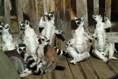 Se våra filmer Skansen Akvariet