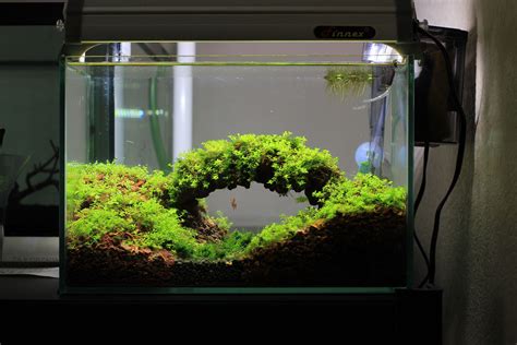 Best Nano Aquascape Aquarium Aquascape Ideas