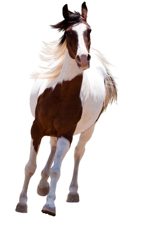 Png Hd Horse Transparent Hd Horsepng Images Pluspng