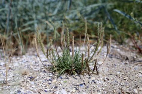 Erba Stella: Everything to Know About Growing This Unique Salad Green