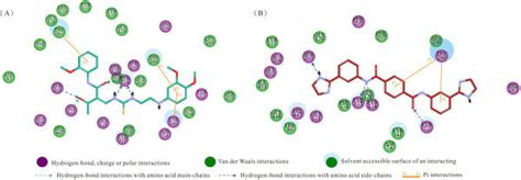 Schematic Presentations Of The Putative Huache Binding Modes With