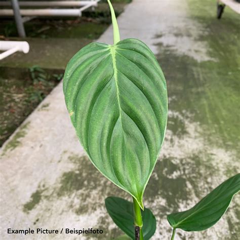 Philodendron Angel Philodendron Plants We Love Aroids