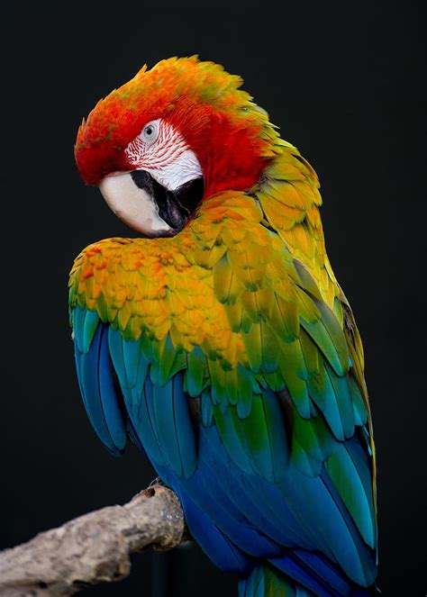 Scarlet Macaw Rainbow Parrot Plumage Red Color Beak Feather