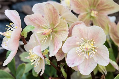 The Christmas Rose Plantscapers