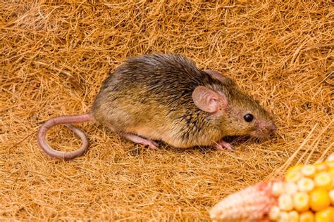 The Common House Mouse Mus Musculus A Pest Weed Control