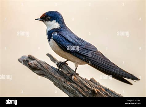 African Swallow Hi Res Stock Photography And Images Alamy