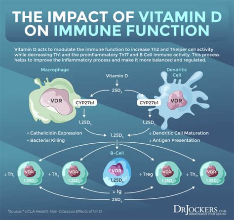 Vitamin D Resistance And Autoimmunity