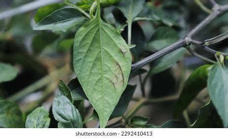 Pepper Powdery Mildew Disease Symptoms Stock Photo