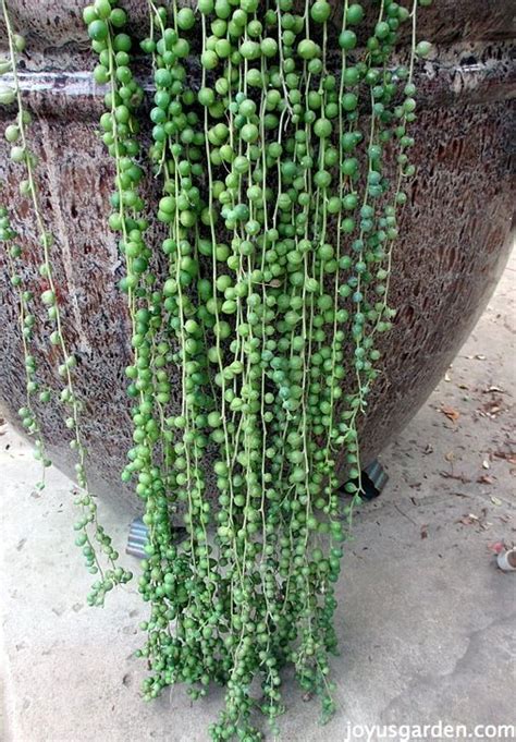 Pérola verde ou colar de pérolas é como se chama o Senecio rowleyanus