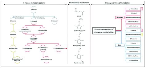 n-Hexane metabolic pattern, neurotoxicity mechanism, and metabolites ...