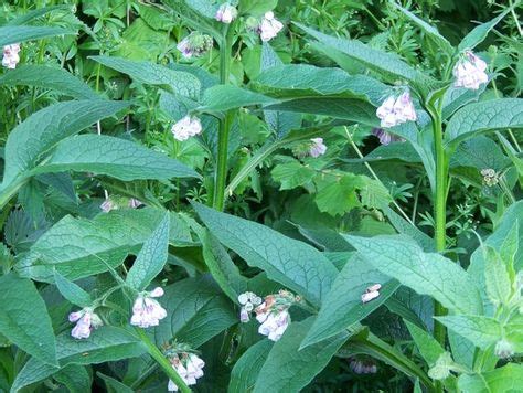 Comfrey Sometimes Called Knitbone Has Been Used Traditionally For