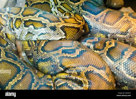 Loops Of Reticulated Python Python Reticulatus The Worlds Longest