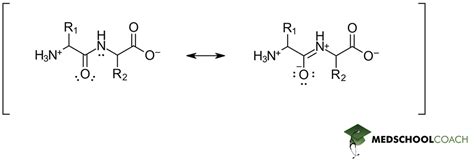 Peptide Bond