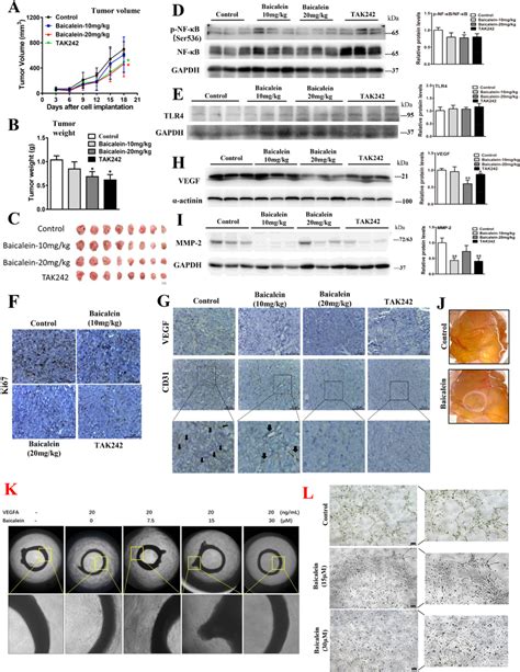 Baicalein Inhibits Crc Growth And Metastasis Via Tlr Hif Vegf Axis