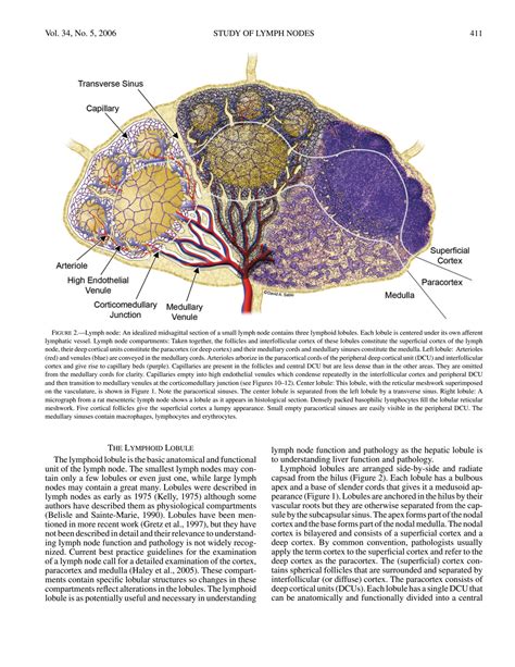 Solution Histology Of Lymph Nodes Studypool